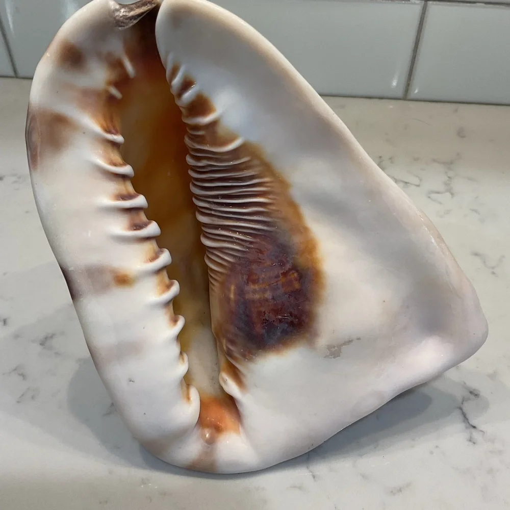 Natural Shell Home Accent Decor - Picture 1 of 8